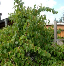 Minikiwi Fresh Jumbo 40-60cm - Actinidia Arguta
