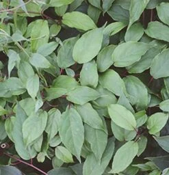 Männliche Kiwi Kens Red 40-60cm - Actinidia Arguta