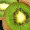 Selbstfruchtende Kiwi Solo 100-125cm - Actinidia Arguta -Gartengrünpflanzen Geschäft Actinidia arguta Solo BLWS263040 3