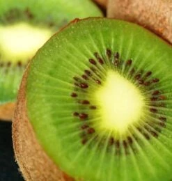 Selbstfruchtende Kiwi Solo 100-125cm - Actinidia Arguta