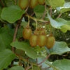Selbstfruchtende Kiwi Issai 40-60cm - Actinidia Arguta