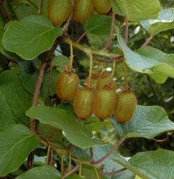 Selbstfruchtende Kiwi Issai 40-60cm - Actinidia Arguta