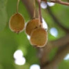 Selbstfruchtende Kiwi Jenny 60-80cm - Actinidia Chinensis -Gartengrünpflanzen Geschäft Actinidia chinensis Jenny Select 1 1 1