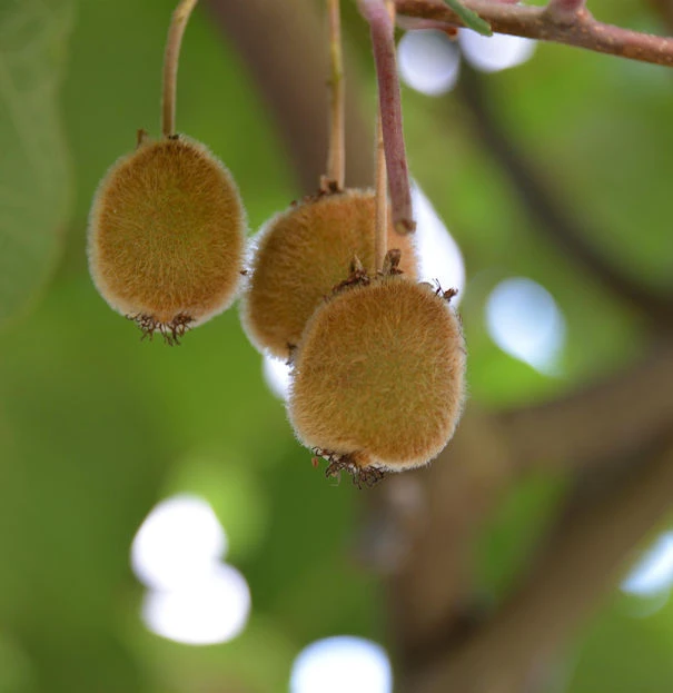 Selbstfruchtende Kiwi Jenny 60-80cm - Actinidia Chinensis 3 Selbstfruchtende Kiwi Jenny 60-80cm - Actinidia Chinensis
