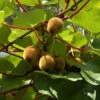 Selbstfruchtende Kiwi Boskoop 40-60cm - Actinidia Chinensis -Gartengrünpflanzen Geschäft Actinidia chinensisBoskoop
