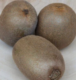 Weibliche Kiwi Hayward 100-125cm - Actinidia Chinensis