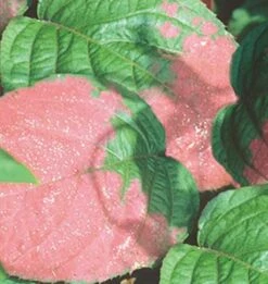 Schmuck Kiwi 40-60cm - Actinidia Kolomikta