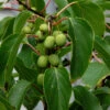 Kiwi 60-80cm - Actinidia Arguta