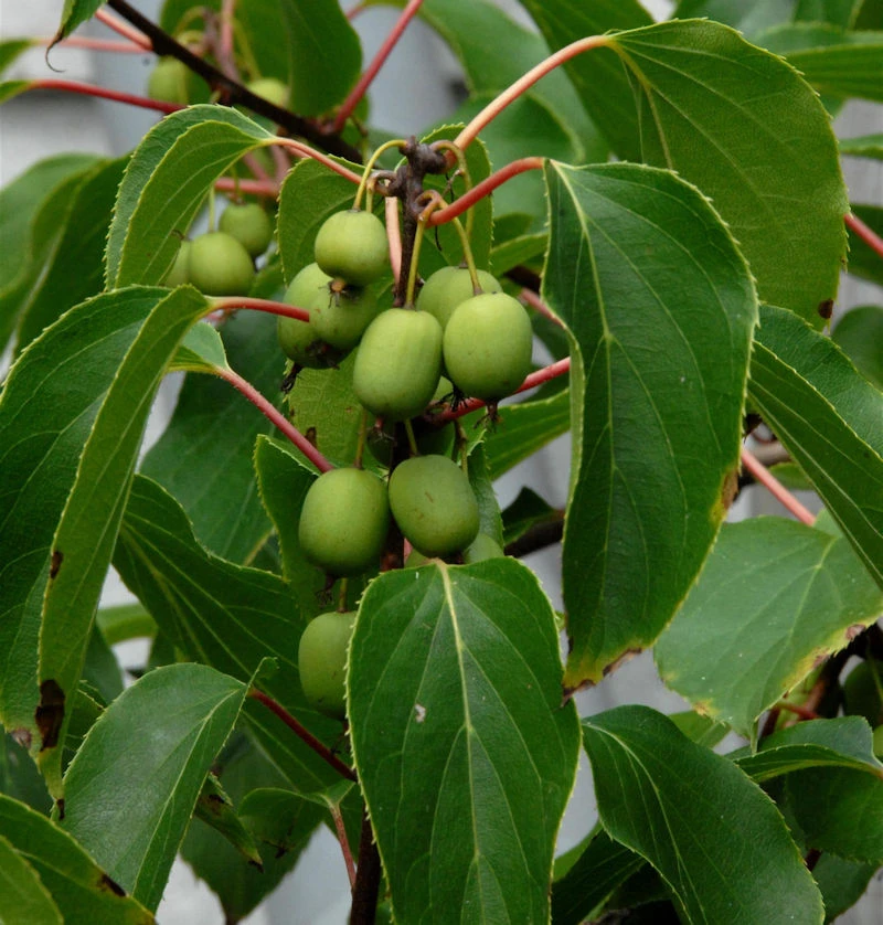 Kiwi 100-125cm - Actinidia Arguta 3 Kiwi 100-125cm - Actinidia Arguta