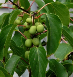 Kiwi 40-60cm - Actinidia Arguta