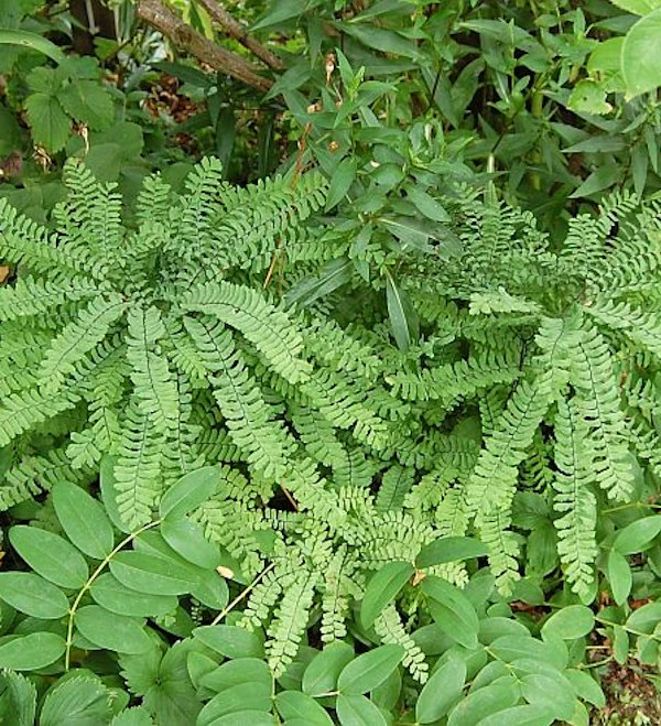Pfauenradfarn - Adiantum Pedatum 3 Pfauenradfarn - Adiantum Pedatum