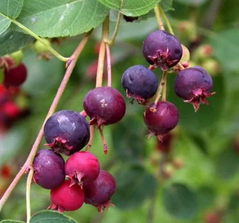 Hochstamm Felsenbirne Rainbow Pillar® 100-125cm - Amelanchier 3 Hochstamm Felsenbirne Rainbow Pillar® 100-125cm - Amelanchier