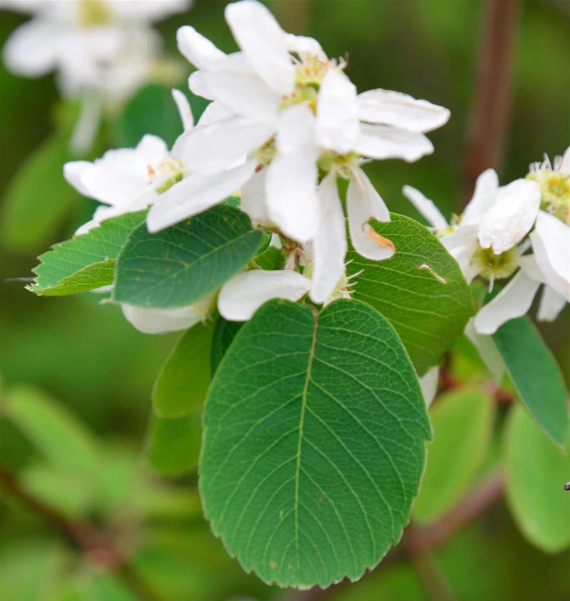Erlenblättrige Felsenbirne Greatberry Aroma 40-60cm - Amelanchier Alnifolia 3 Erlenblättrige Felsenbirne Greatberry Aroma 40-60cm - Amelanchier Alnifolia