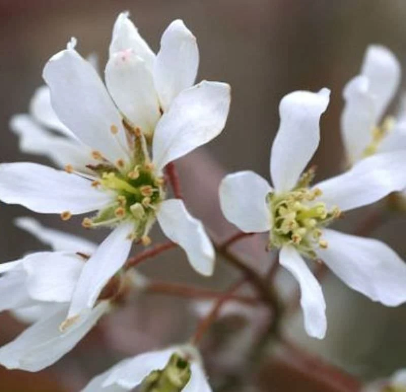 Erlenblättrige Felsenbirne 40-60cm - Amelanchier Alnifolia 3 Erlenblättrige Felsenbirne 40-60cm - Amelanchier Alnifolia