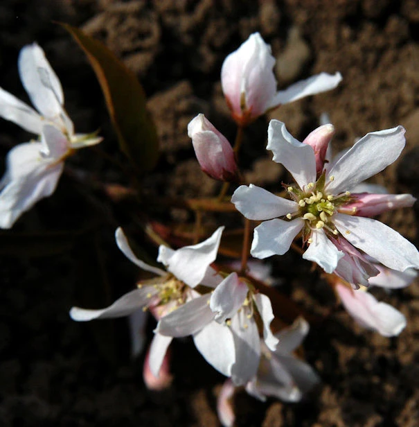 Hochstamm Baumfelsenbirne Robin Hill 100-125cm - Amelanchier Arborea 3 Hochstamm Baumfelsenbirne Robin Hill 100-125cm - Amelanchier Arborea