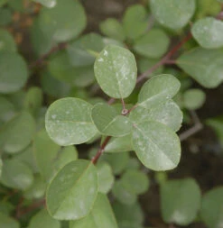Hochstamm Felsenbirne Helvetica 80-100cm - Amelanchier Rotundifolia