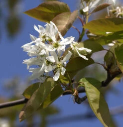 Felsenbirne Ballerina 60-80cm - Amelanchier