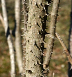 Teufelskrückstock 100-125cm - Aralia Elata