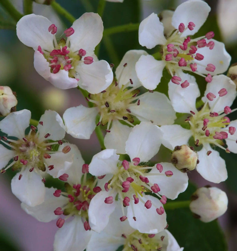 Apfelbeere Hugin 125-150cm - Aronia Melanocarpa 3 Apfelbeere Hugin 125-150cm - Aronia Melanocarpa