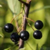 Apfelbeere Nero 80-100cm - Aronia Melanocarpa 2 Apfelbeere Nero 80-100cm - Aronia Melanocarpa -Gartengrünpflanzen Geschäft Aronia melanocarpa Nero 4