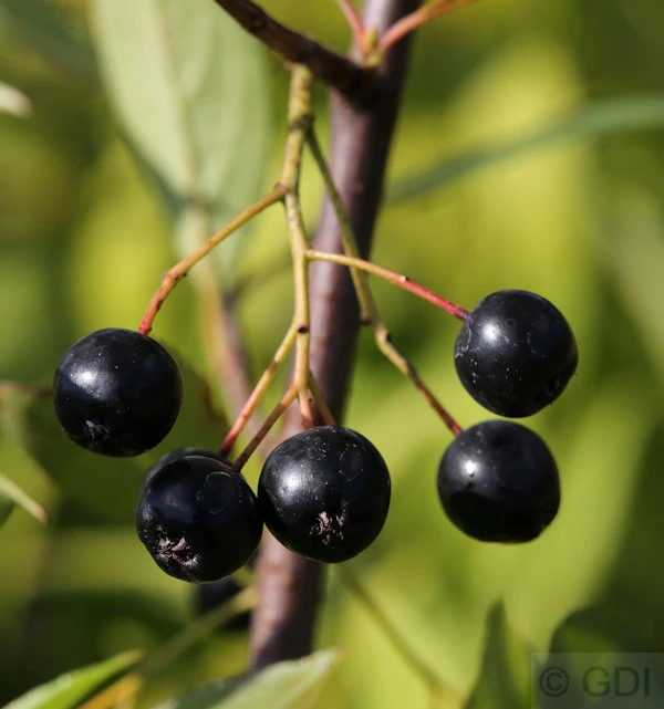 Apfelbeere Nero 80-100cm - Aronia Melanocarpa 3 Apfelbeere Nero 80-100cm - Aronia Melanocarpa