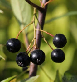 Apfelbeere Nero 60-80cm - Aronia Melanocarpa
