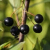 Apfelbeere Nero 100-125cm - Aronia Melanocarpa 1 Apfelbeere Nero 100-125cm - Aronia Melanocarpa -Gartengrünpflanzen Geschäft Aronia melanocarpa Nero 1