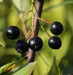 Apfelbeere Nero 100-125cm - Aronia Melanocarpa