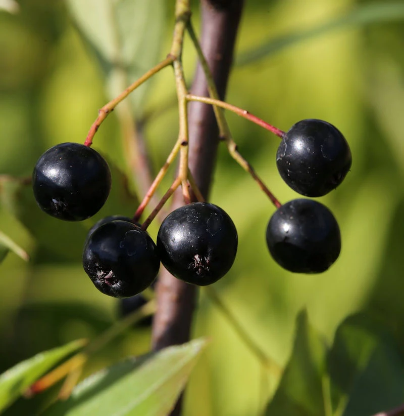 Apfelbeere Nero 100-125cm - Aronia Melanocarpa 3 Apfelbeere Nero 100-125cm - Aronia Melanocarpa