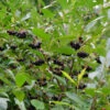 Apfelbeere Professor Ed 40-60cm - Aronia Melanocarpa 2 Apfelbeere Professor Ed 40-60cm - Aronia Melanocarpa -Gartengrünpflanzen Geschäft Aronia melanocarpa Professor Ed