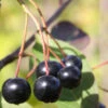 Hochstamm Apfelbeere Aron 100-125cm - Aronia Melanocarpa 1 Hochstamm Apfelbeere Aron 100-125cm - Aronia Melanocarpa -Gartengrünpflanzen Geschäft Aronia melanocarpaAron 1