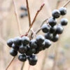 Apfelbeere Viking 100-125cm - Aronia Melanocarpa -Gartengrünpflanzen Geschäft Aronia melanocarpaViking 3