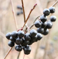 Apfelbeere Viking 60-80cm - Aronia Melanocarpa