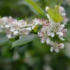 Apfelbeere 125-150cm - Aronia Melanocarpa -Gartengrünpflanzen Geschäft Aronia melanocarpa 1