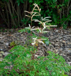 Wald Geißbart Bronze - Aruncus Aethusifolius
