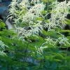 Geißbart Horatio - Aruncus Aethusifolius -Gartengrünpflanzen Geschäft Aruncus aethusifolius Horatio BLW032620