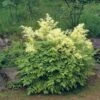Zwerg Geißbart Noble Spirit - Aruncus Aethusifolius -Gartengrünpflanzen Geschäft Aruncus aethusifolius Noble Spirit BLWS328276