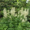 Waldgeißbart - Aruncus Dioicus -Gartengrünpflanzen Geschäft Aruncus dioicus 1