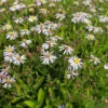 Herbstaster Adustus Nanus - Aster Ageratoides 1 Herbstaster Adustus Nanus - Aster Ageratoides -Gartengrünpflanzen Geschäft Aster ageratoides Adustus Nanus