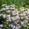 Wild Aster Harry Schmidt - Aster Ageratoides -Gartengrünpflanzen Geschäft Aster ageratoides HarrySchmidt