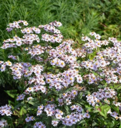 Wild Aster Harry Schmidt - Aster Ageratoides