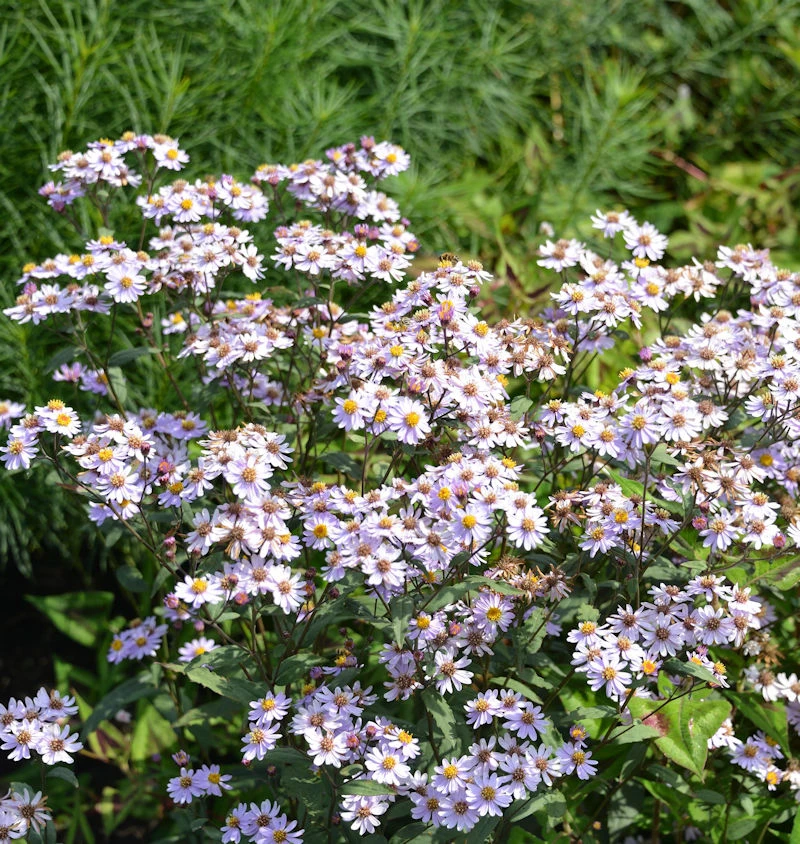 Wild Aster Harry Schmidt - Aster Ageratoides 3 Wild Aster Harry Schmidt - Aster Ageratoides