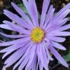 Sommeraster Silbersee - Aster Amellus 2 Sommeraster Silbersee - Aster Amellus -Gartengrünpflanzen Geschäft Aster amellus Silbersee