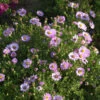 Amethyst Aster Kylie - Aster Amethystinus 2 Amethyst Aster Kylie - Aster Amethystinus -Gartengrünpflanzen Geschäft Aster amethystinus Kylie