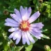 Schleieraster Blütenregen - Aster Cordifolius -Gartengrünpflanzen Geschäft Aster cordifolius Bltenregen