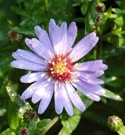 Schleieraster Blütenregen - Aster Cordifolius