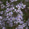 Schleieraster Blue Heaven - Aster Cordifolius