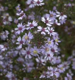 Schleieraster Blue Heaven - Aster Cordifolius