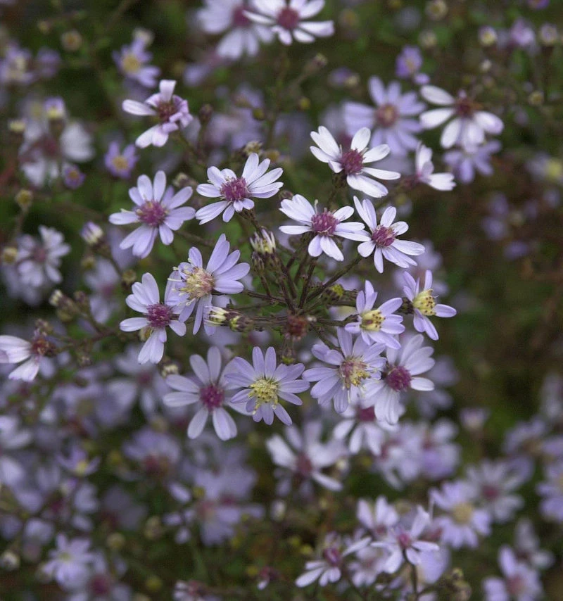 Schleieraster Blue Heaven - Aster Cordifolius 3 Schleieraster Blue Heaven - Aster Cordifolius
