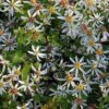 Waldaster Tradescant - Aster Divaricatus